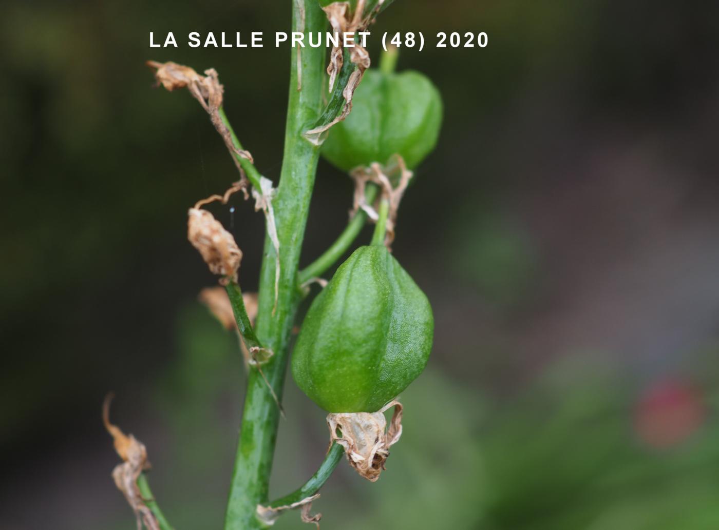 Bluebell fruit